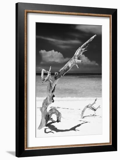 Cuba Fuerte Collection B&W - Trees and White Sand X-Philippe Hugonnard-Framed Photographic Print