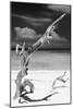Cuba Fuerte Collection B&W - Trees and White Sand X-Philippe Hugonnard-Mounted Photographic Print
