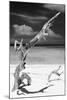 Cuba Fuerte Collection B&W - Trees and White Sand X-Philippe Hugonnard-Mounted Premium Photographic Print
