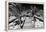 Cuba Fuerte Collection B&W - Wooden Pier on Tropical Beach VI-Philippe Hugonnard-Framed Premier Image Canvas