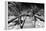 Cuba Fuerte Collection B&W - Wooden Pier on Tropical Beach VI-Philippe Hugonnard-Framed Premier Image Canvas