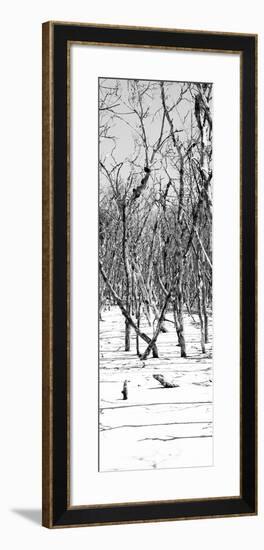 Cuba Fuerte Collection Panoramic BW - White Forest-Philippe Hugonnard-Framed Photographic Print