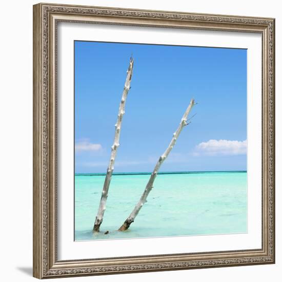 Cuba Fuerte Collection SQ - Aquatic Tree-Philippe Hugonnard-Framed Photographic Print