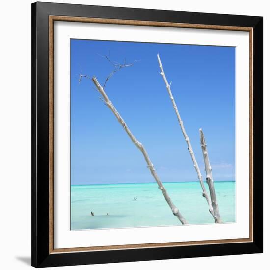 Cuba Fuerte Collection SQ - Aquatic Trees-Philippe Hugonnard-Framed Photographic Print