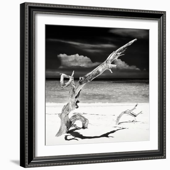 Cuba Fuerte Collection SQ BW - Trees Movement-Philippe Hugonnard-Framed Photographic Print