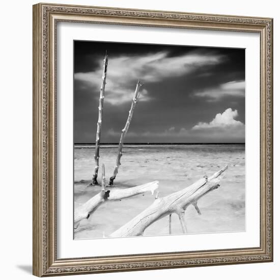 Cuba Fuerte Collection SQ BW - White Trees-Philippe Hugonnard-Framed Photographic Print