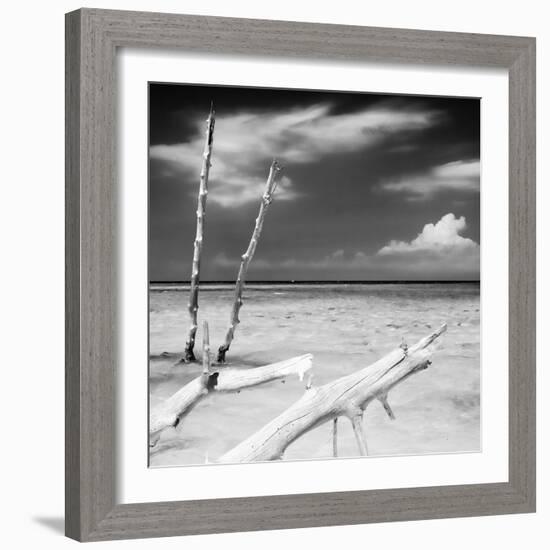 Cuba Fuerte Collection SQ BW - White Trees-Philippe Hugonnard-Framed Photographic Print
