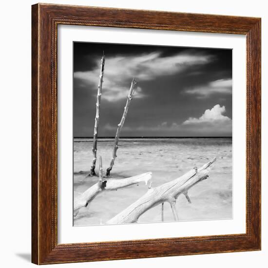 Cuba Fuerte Collection SQ BW - White Trees-Philippe Hugonnard-Framed Photographic Print