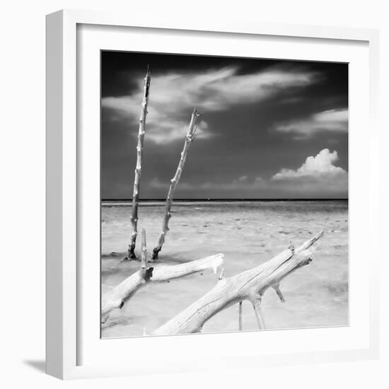 Cuba Fuerte Collection SQ BW - White Trees-Philippe Hugonnard-Framed Photographic Print