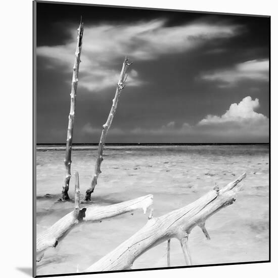 Cuba Fuerte Collection SQ BW - White Trees-Philippe Hugonnard-Mounted Photographic Print