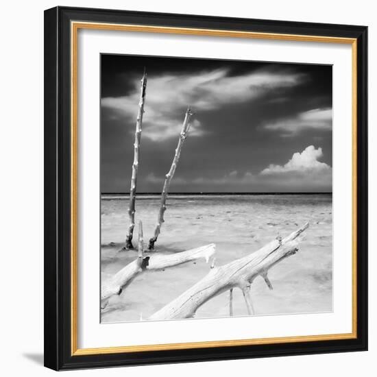 Cuba Fuerte Collection SQ BW - White Trees-Philippe Hugonnard-Framed Photographic Print