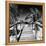 Cuba Fuerte Collection SQ BW - Wooden Jetty on the Beach-Philippe Hugonnard-Framed Stretched Canvas