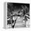 Cuba Fuerte Collection SQ BW - Wooden Jetty on the Beach-Philippe Hugonnard-Framed Stretched Canvas