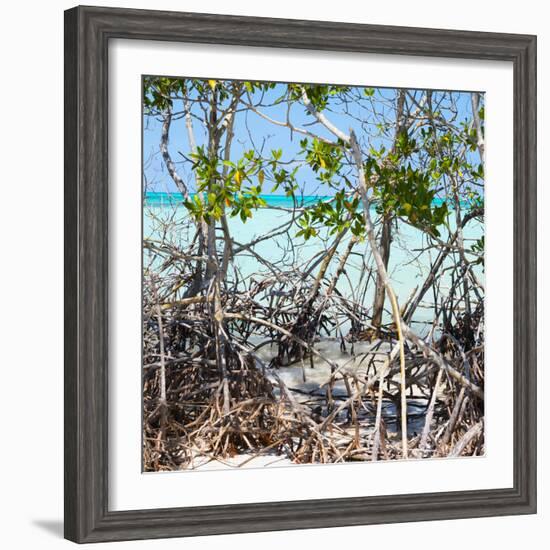 Cuba Fuerte Collection SQ - Mangroves-Philippe Hugonnard-Framed Photographic Print