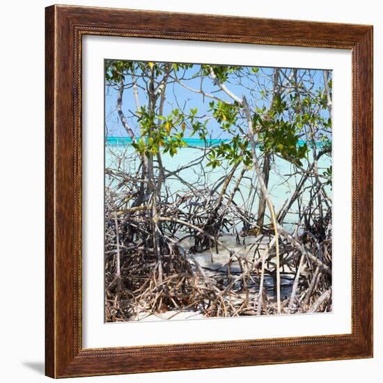 Cuba Fuerte Collection SQ - Mangroves-Philippe Hugonnard-Framed Photographic Print