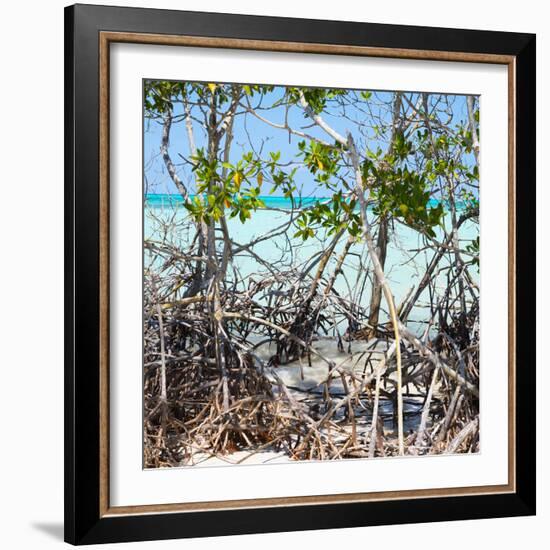 Cuba Fuerte Collection SQ - Mangroves-Philippe Hugonnard-Framed Photographic Print