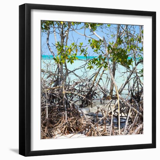 Cuba Fuerte Collection SQ - Mangroves-Philippe Hugonnard-Framed Photographic Print