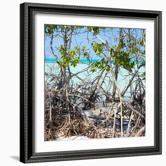 Cuba Fuerte Collection SQ - Mangroves-Philippe Hugonnard-Framed Photographic Print