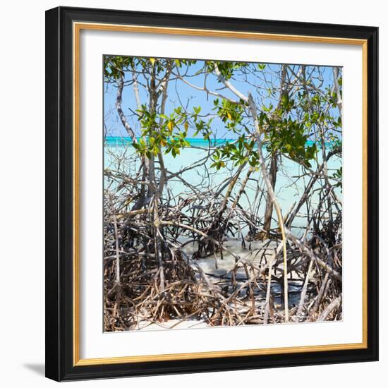 Cuba Fuerte Collection SQ - Mangroves-Philippe Hugonnard-Framed Photographic Print