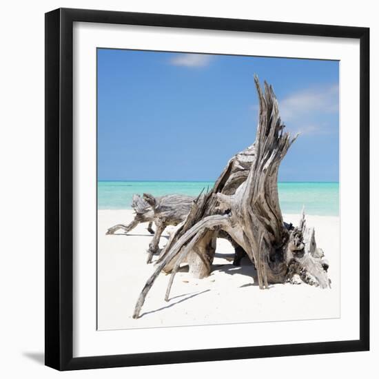 Cuba Fuerte Collection SQ - Natural Sculpture-Philippe Hugonnard-Framed Photographic Print