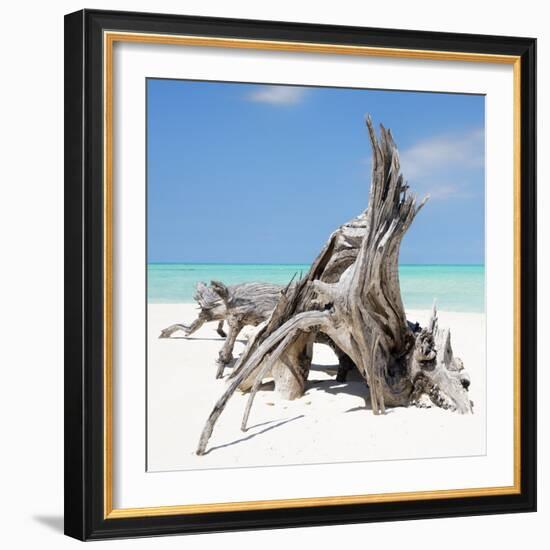 Cuba Fuerte Collection SQ - Natural Sculpture-Philippe Hugonnard-Framed Photographic Print