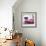 Cuba Fuerte Collection SQ - Pink Pontiac 1953 Original Classic Car-Philippe Hugonnard-Framed Photographic Print displayed on a wall