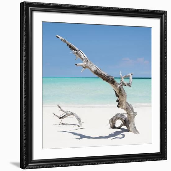 Cuba Fuerte Collection SQ - Solitary Tree-Philippe Hugonnard-Framed Photographic Print