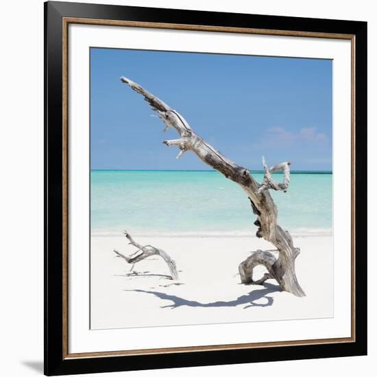 Cuba Fuerte Collection SQ - Solitary Tree-Philippe Hugonnard-Framed Photographic Print