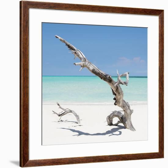Cuba Fuerte Collection SQ - Solitary Tree-Philippe Hugonnard-Framed Photographic Print