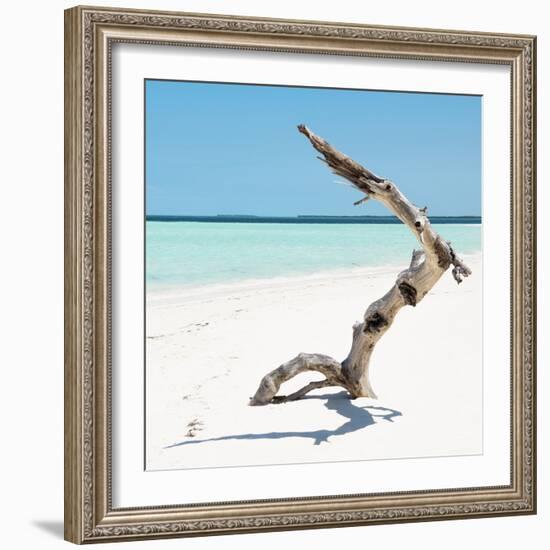 Cuba Fuerte Collection SQ - Wild Tree-Philippe Hugonnard-Framed Photographic Print