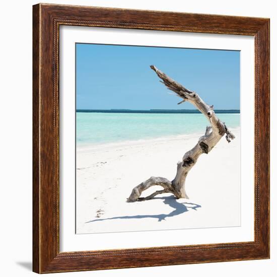 Cuba Fuerte Collection SQ - Wild Tree-Philippe Hugonnard-Framed Photographic Print