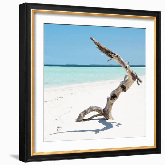 Cuba Fuerte Collection SQ - Wild Tree-Philippe Hugonnard-Framed Photographic Print