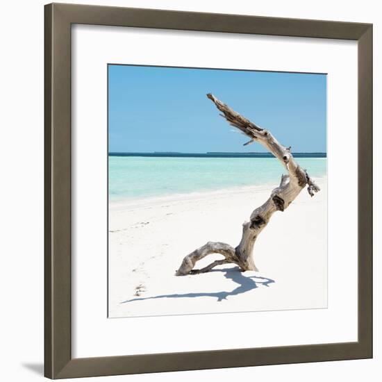 Cuba Fuerte Collection SQ - Wild Tree-Philippe Hugonnard-Framed Photographic Print