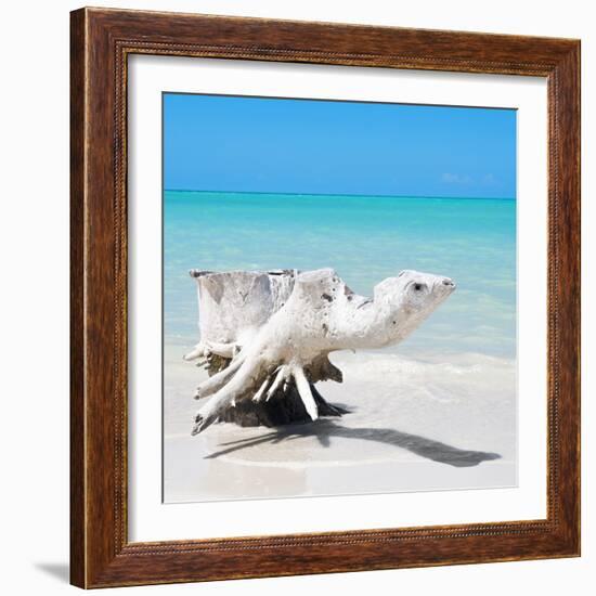 Cuba Fuerte Collection SQ - Wooden Turtle on the Beach-Philippe Hugonnard-Framed Photographic Print