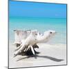 Cuba Fuerte Collection SQ - Wooden Turtle on the Beach-Philippe Hugonnard-Mounted Photographic Print