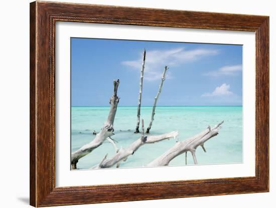 Cuba Fuerte Collection - White Trees II-Philippe Hugonnard-Framed Photographic Print