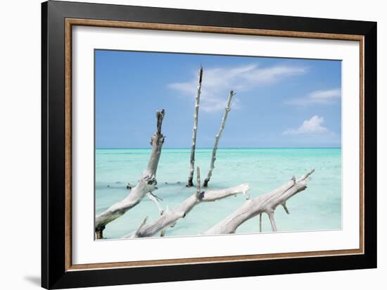 Cuba Fuerte Collection - White Trees II-Philippe Hugonnard-Framed Photographic Print