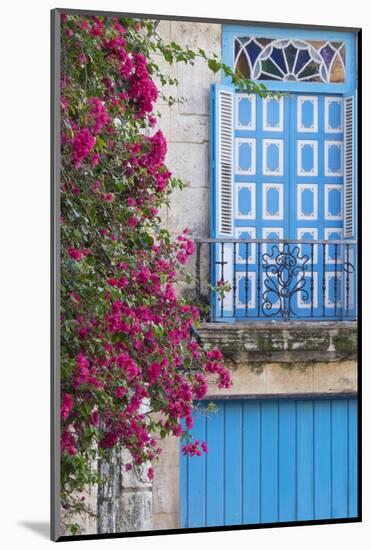 Cuba, Havana. Bougainvillea blooms in Old Town.-Brenda Tharp-Mounted Photographic Print