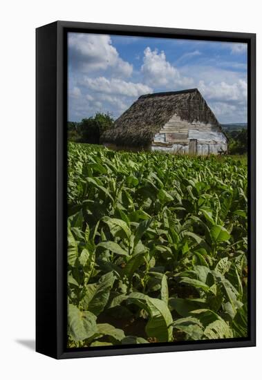 Cuba. Pinar Del Rio. Vinales. Barn Surrounded by Tobacco Fields-Inger Hogstrom-Framed Premier Image Canvas