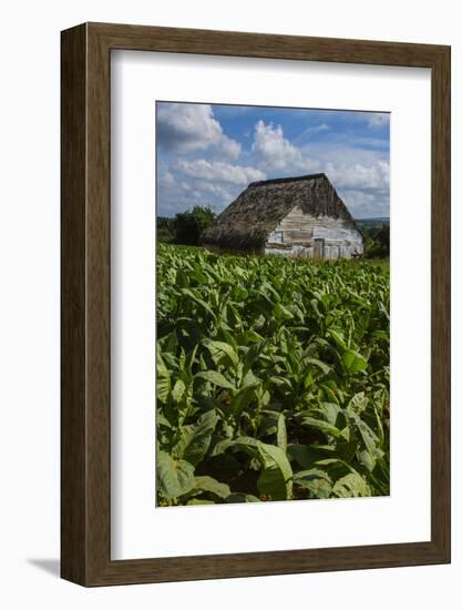 Cuba. Pinar Del Rio. Vinales. Barn Surrounded by Tobacco Fields-Inger Hogstrom-Framed Photographic Print