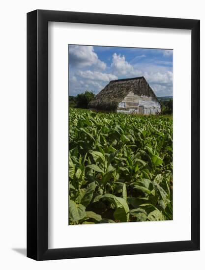 Cuba. Pinar Del Rio. Vinales. Barn Surrounded by Tobacco Fields-Inger Hogstrom-Framed Photographic Print