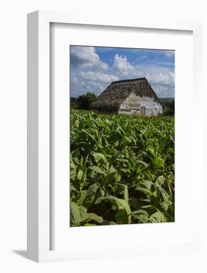 Cuba. Pinar Del Rio. Vinales. Barn Surrounded by Tobacco Fields-Inger Hogstrom-Framed Photographic Print