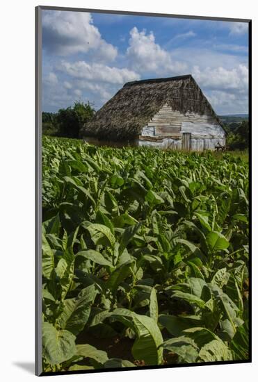 Cuba. Pinar Del Rio. Vinales. Barn Surrounded by Tobacco Fields-Inger Hogstrom-Mounted Photographic Print