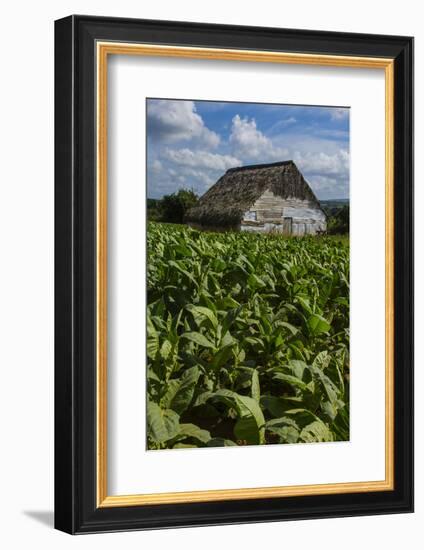 Cuba. Pinar Del Rio. Vinales. Barn Surrounded by Tobacco Fields-Inger Hogstrom-Framed Photographic Print