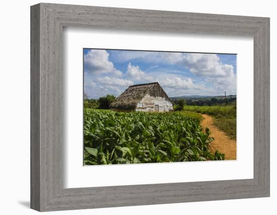 Cuba. Pinar Del Rio. Vinales. Barn Surrounded by Tobacco Fields-Inger Hogstrom-Framed Photographic Print