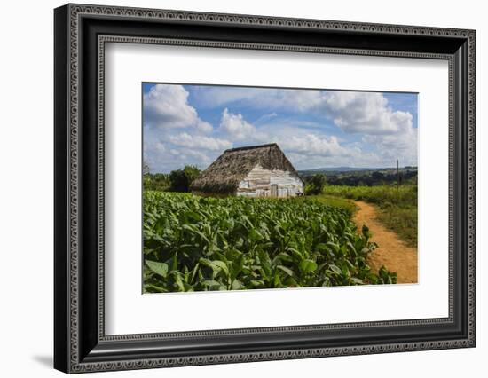 Cuba. Pinar Del Rio. Vinales. Barn Surrounded by Tobacco Fields-Inger Hogstrom-Framed Photographic Print