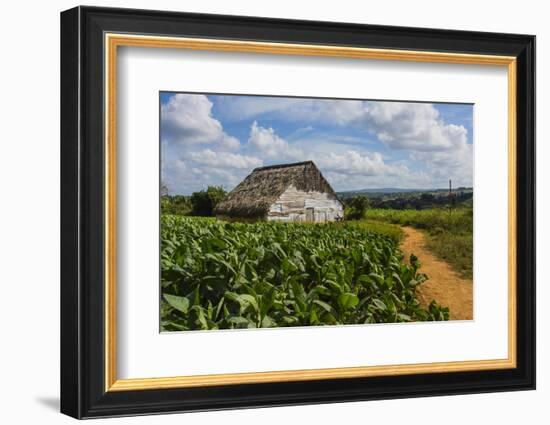 Cuba. Pinar Del Rio. Vinales. Barn Surrounded by Tobacco Fields-Inger Hogstrom-Framed Photographic Print