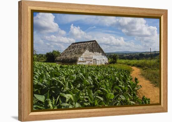 Cuba. Pinar Del Rio. Vinales. Barn Surrounded by Tobacco Fields-Inger Hogstrom-Framed Premier Image Canvas