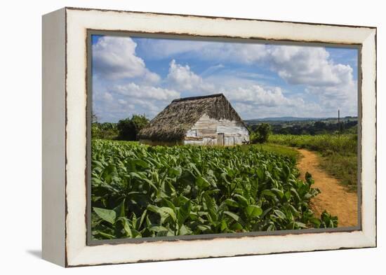 Cuba. Pinar Del Rio. Vinales. Barn Surrounded by Tobacco Fields-Inger Hogstrom-Framed Premier Image Canvas