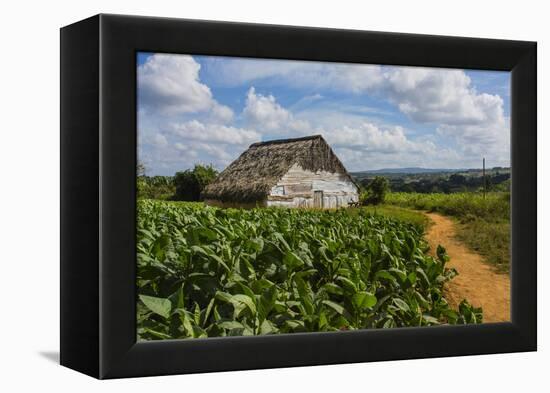 Cuba. Pinar Del Rio. Vinales. Barn Surrounded by Tobacco Fields-Inger Hogstrom-Framed Premier Image Canvas